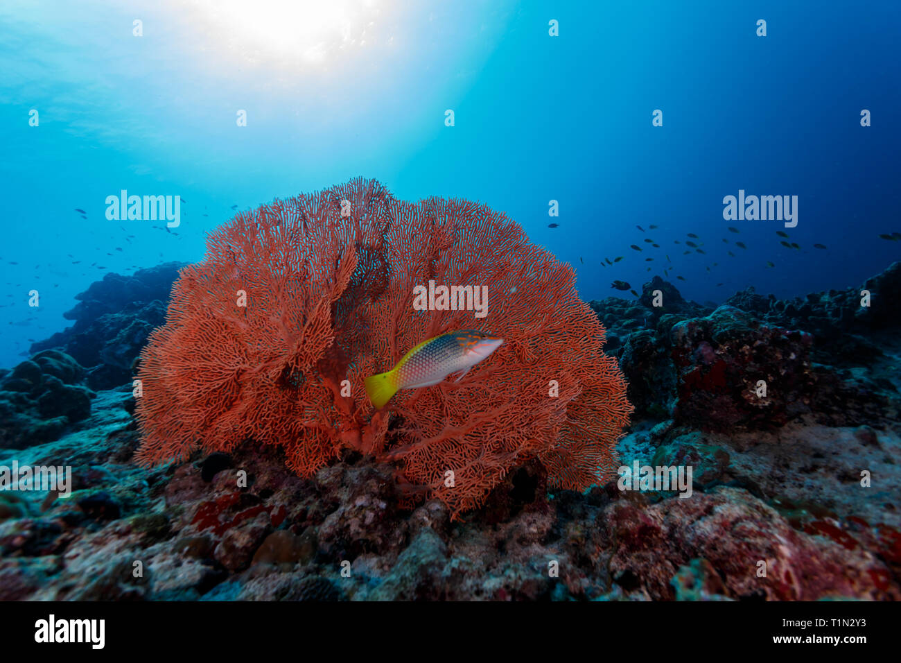 Closeup of gorgeous deep orange Gorgonian sea fan and yellow tail silver red fish on reef filled with colorful varieties of sponges and corals Stock Photo