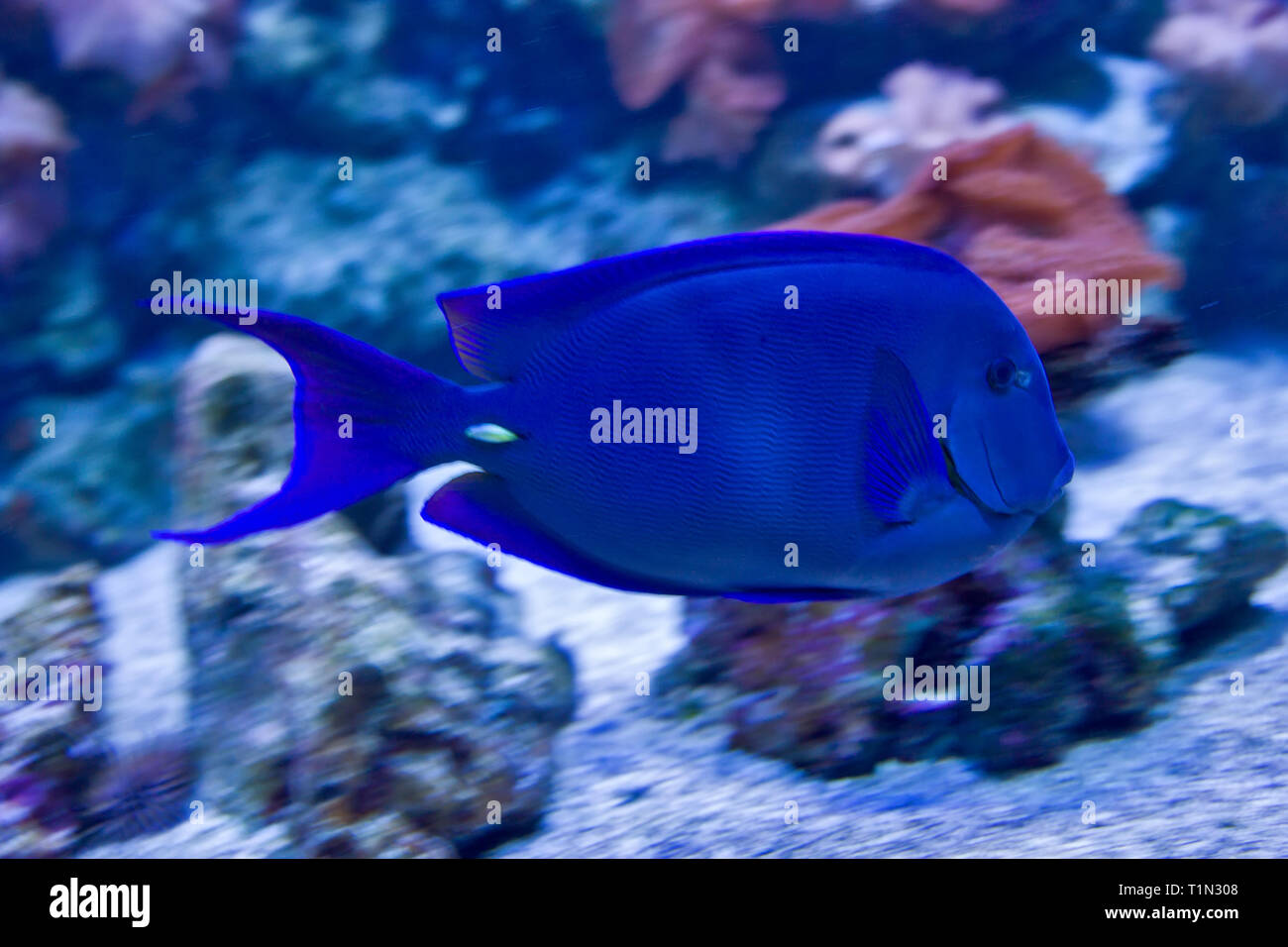 Doctorfish Tang (REEF: common Caribbean reef fishes) · iNaturalist