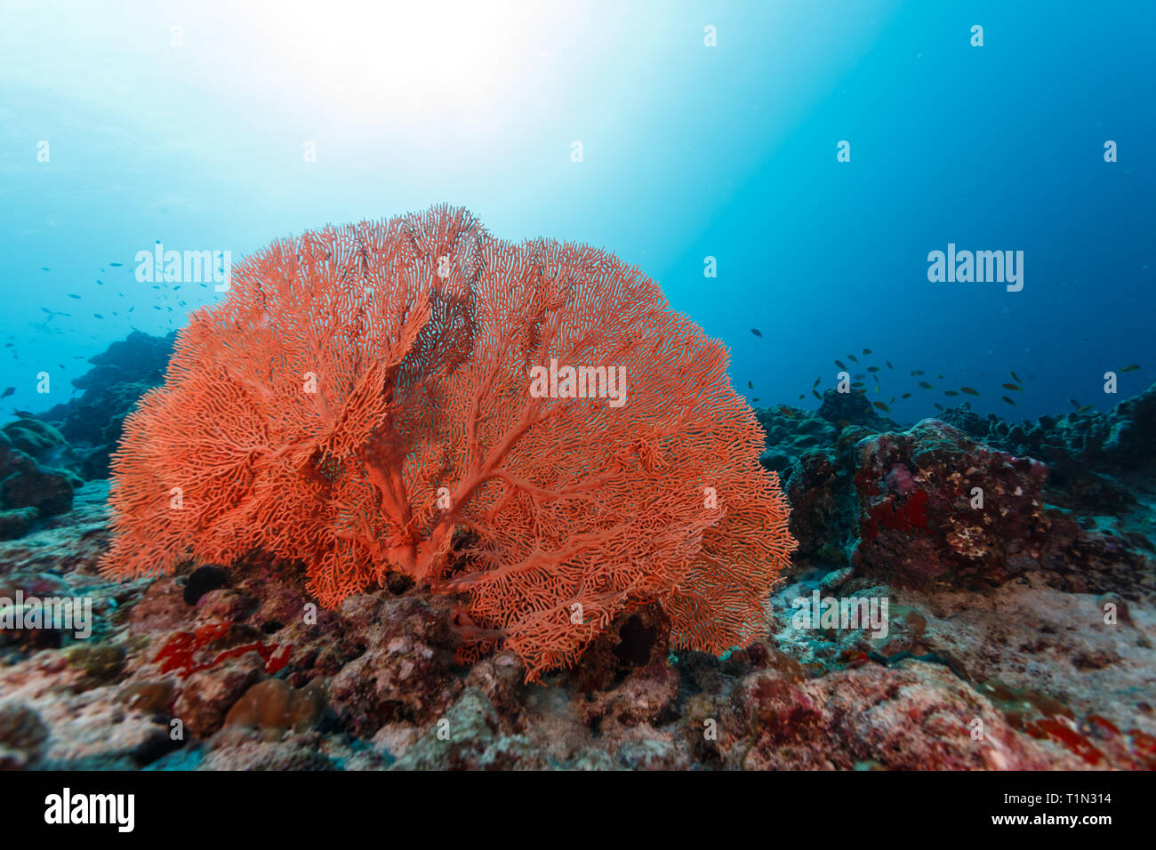 Closeup of gorgeous deep orange Gorgonian sea fan on reef filled with colorful varieties of sponges and corals Stock Photo
