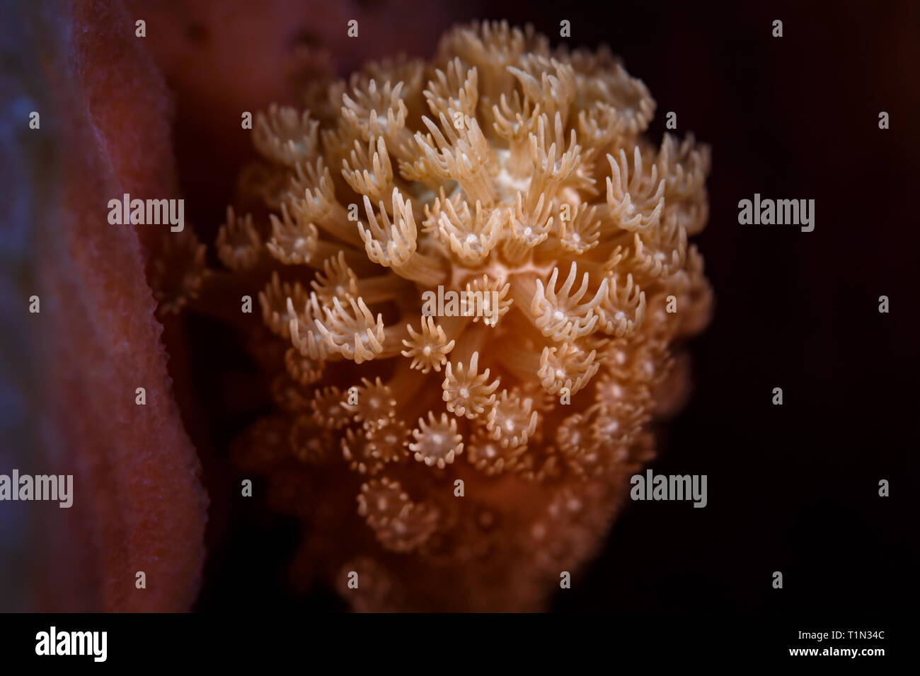 Closeup of white star like octocorallia polyps attached to  soft red coral Stock Photo
