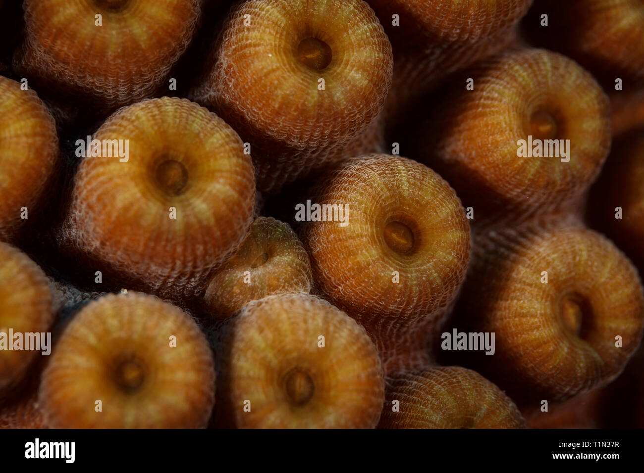 Closeup of stony coral cladocora caespitosa with its round cup shape when tentacles are not extended Stock Photo