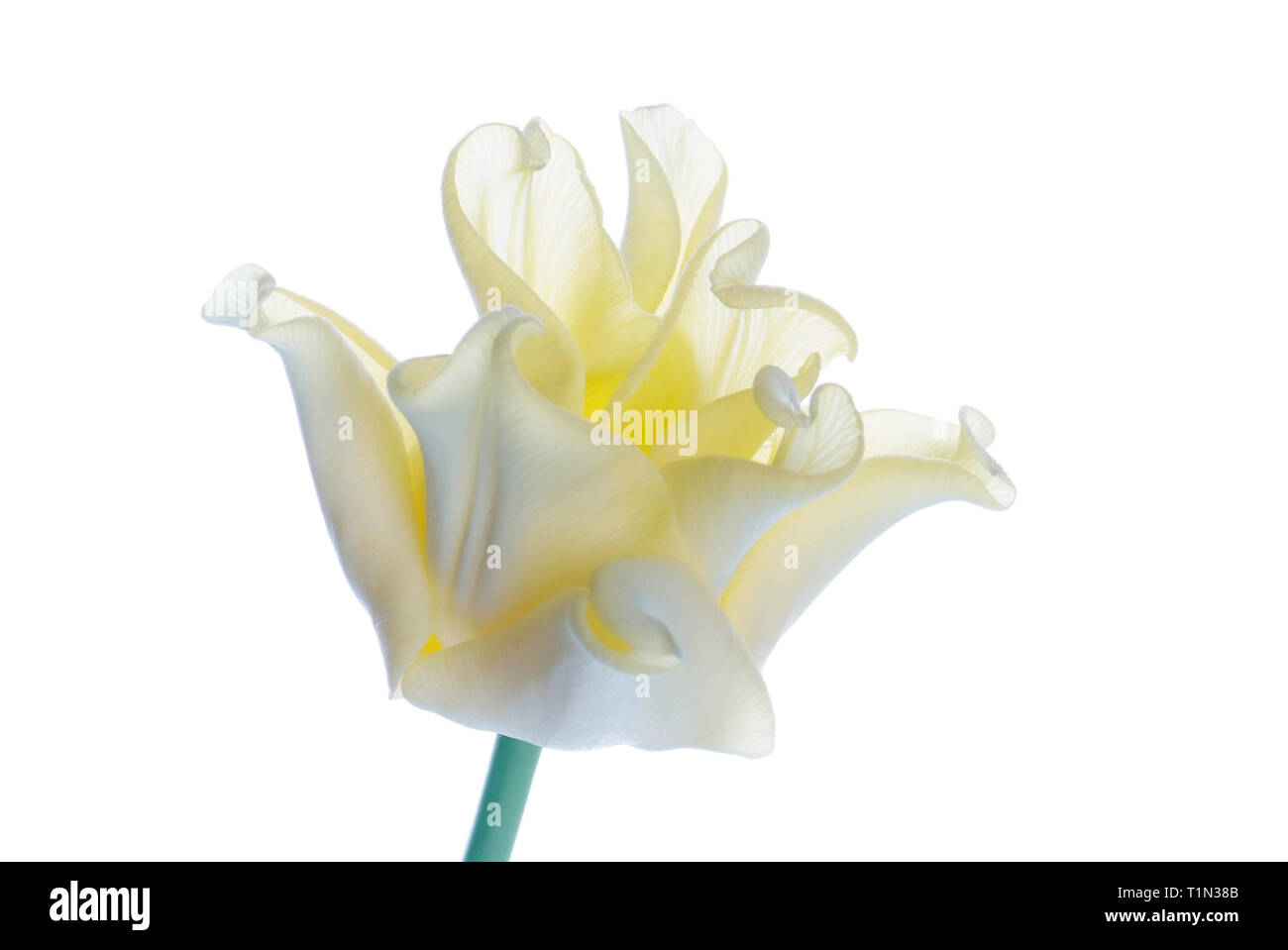 close up yellow tulip isolated on white Stock Photo - Alamy