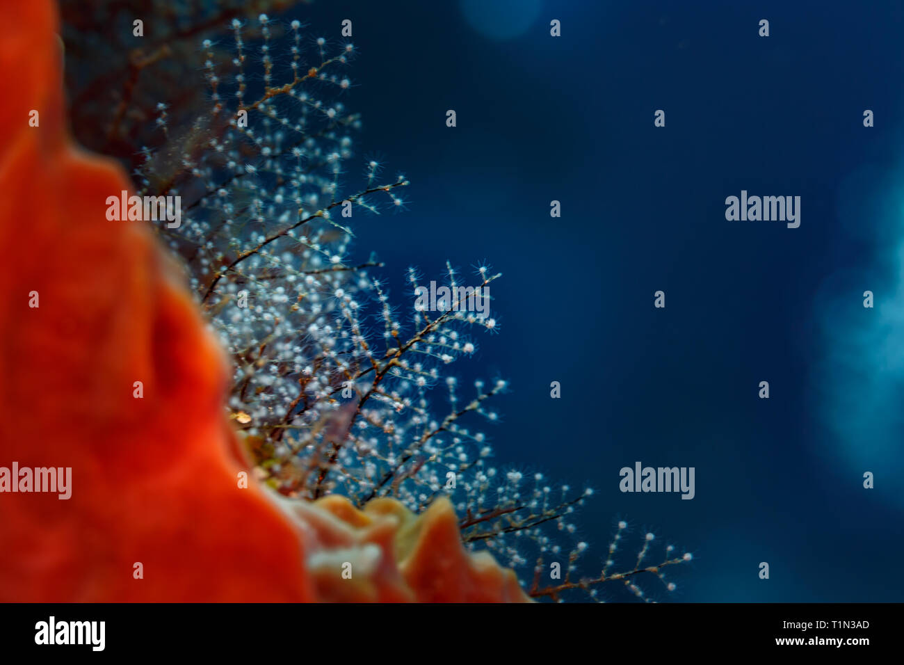 Nighttime display of tentacled polyps on Feather black coral ,  Antipathes pennacea,   hard coral Stock Photo