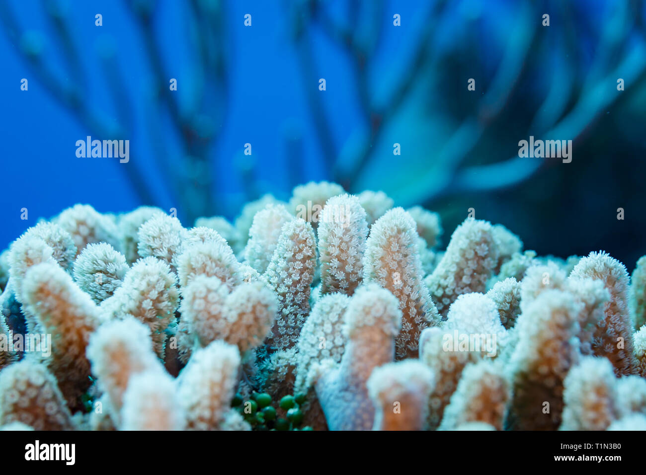 Closeup of white star shaped Daisy or clove  Coral Polyps Stock Photo