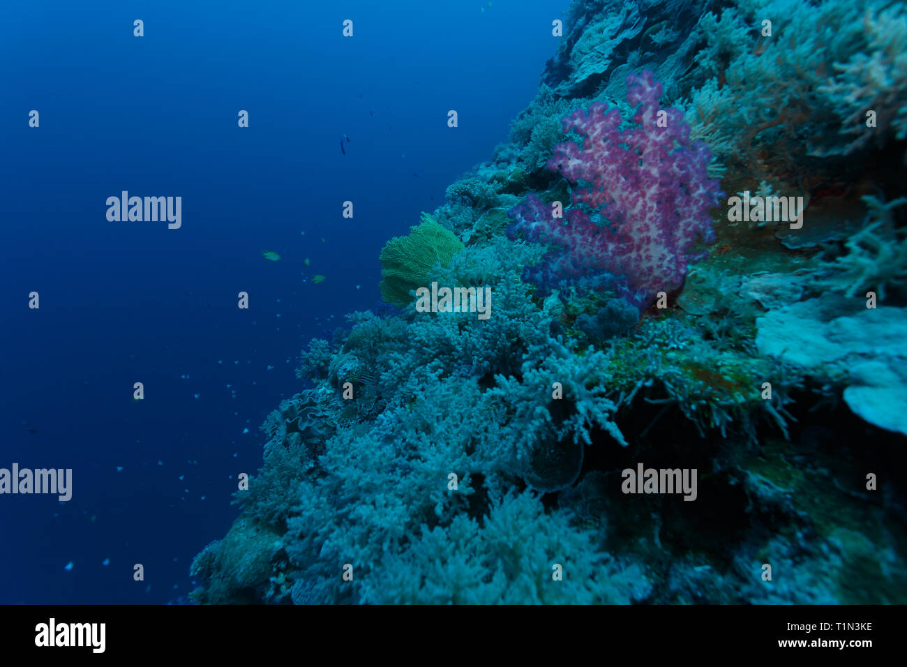 Reef outcrop with  alcyonacean showing individual polyps, plate, staghorn and  sea fan corals Stock Photo