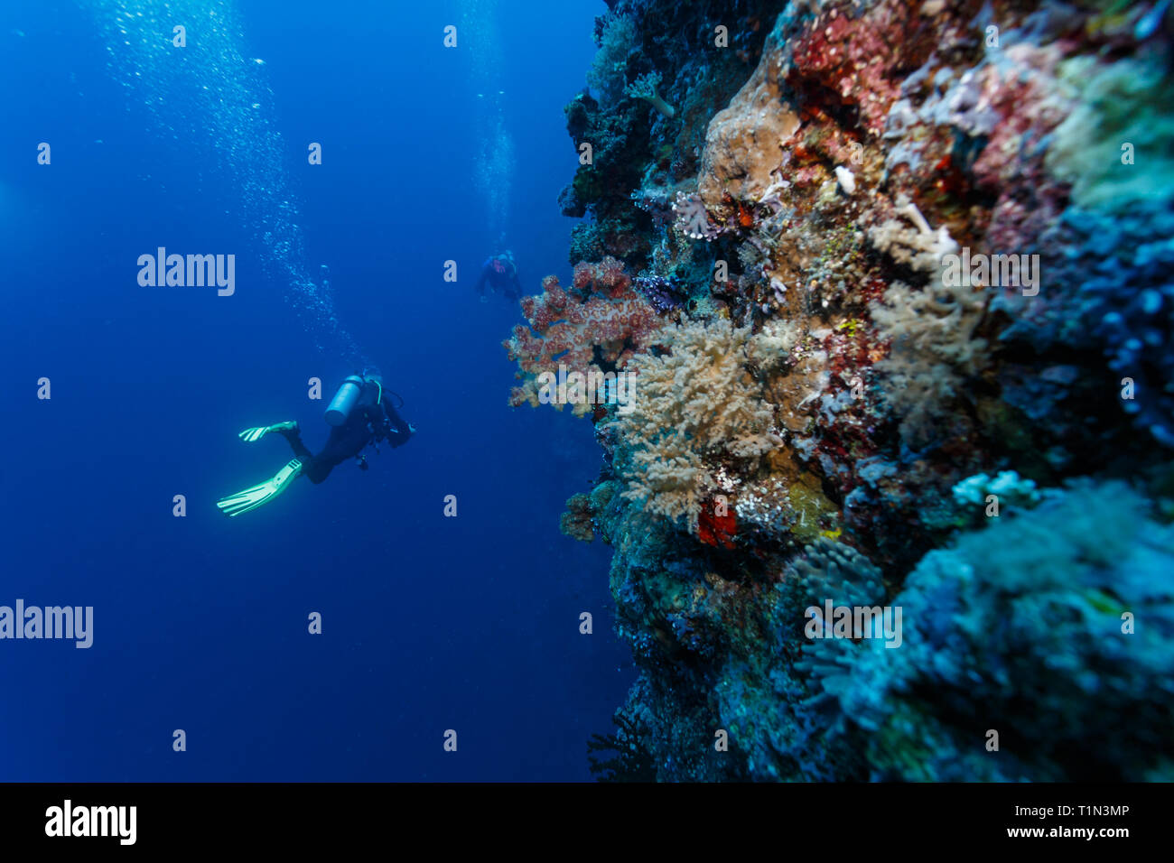 Diver spotlights coral outcrop of staghorn , acropora cervicornis ...