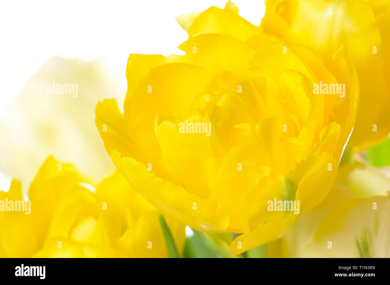 close up yellow tulip isolated on white Stock Photo - Alamy