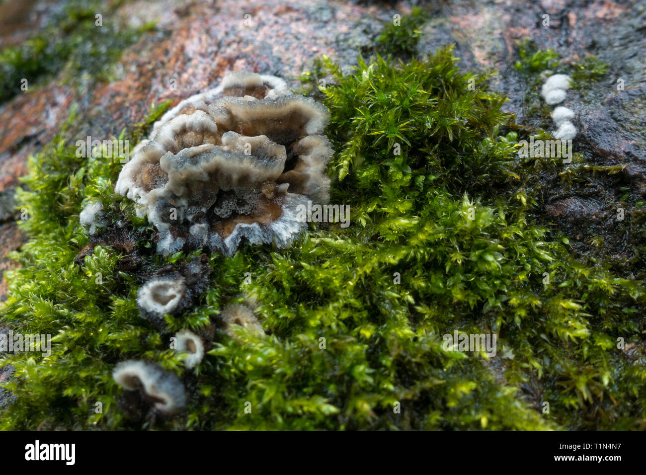 Brittle cinder fungus kretzschmaria deusta hires stock photography and