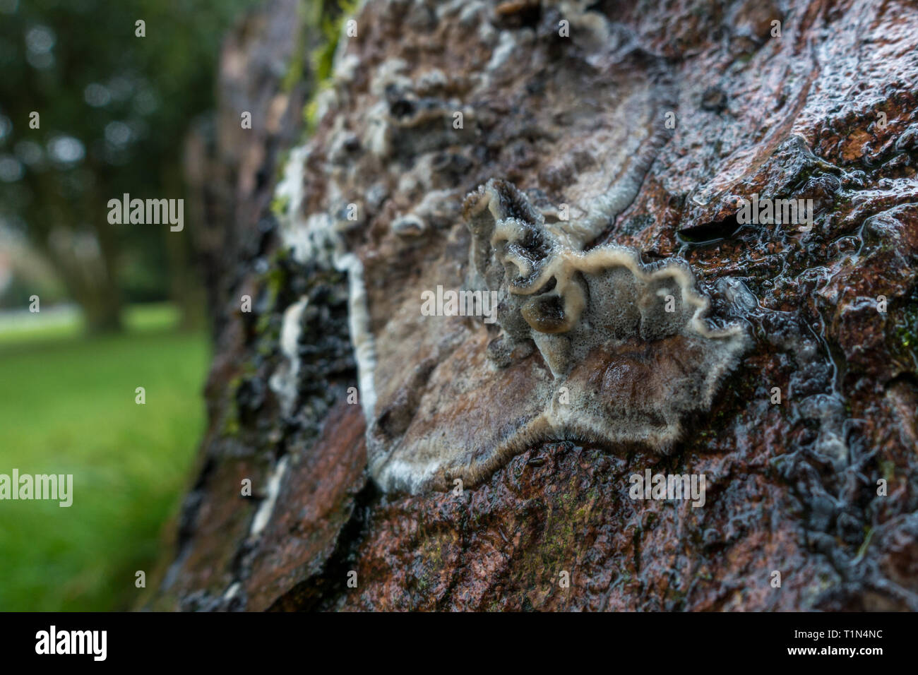 Close up of Kretzschmaria deusta (brittle cinder fungus) growing on