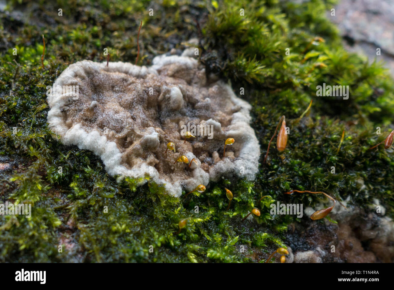 Close up of Kretzschmaria deusta (brittle cinder fungus) growing on moss on a wet day Stock Photo