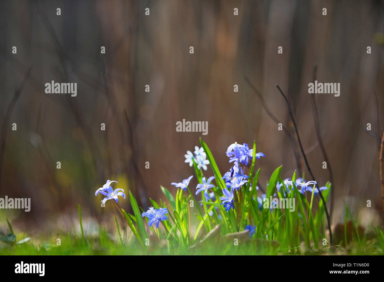 Glory of the snow, Scilla luciliae, flowers in the forest floor in spring. Stock Photo