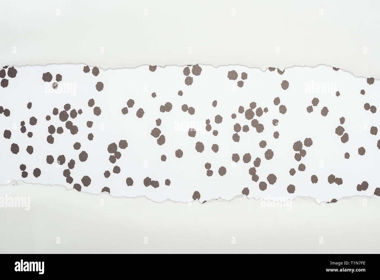 ragged white textured paper with copy space on black and white dotted ...