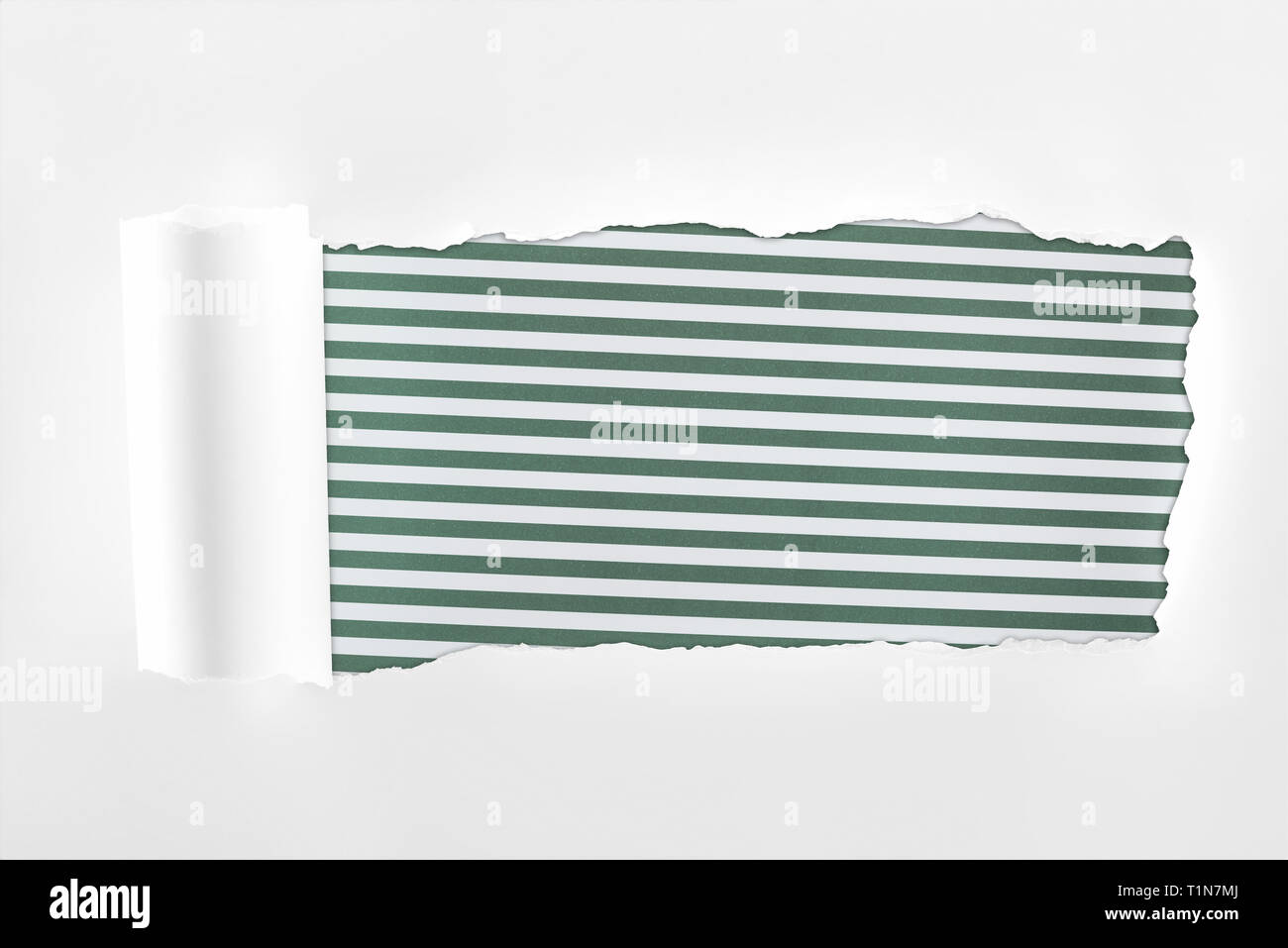 Paper Roll Ridges ragged textured white paper with rolled edge on green striped ...