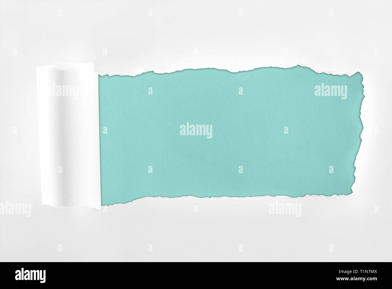 ragged textured white paper with rolled edge on light blue background ...