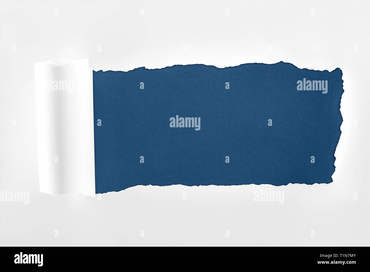 White Riggid Edge ragged textured white paper with rolled edge on dark blue background ...
