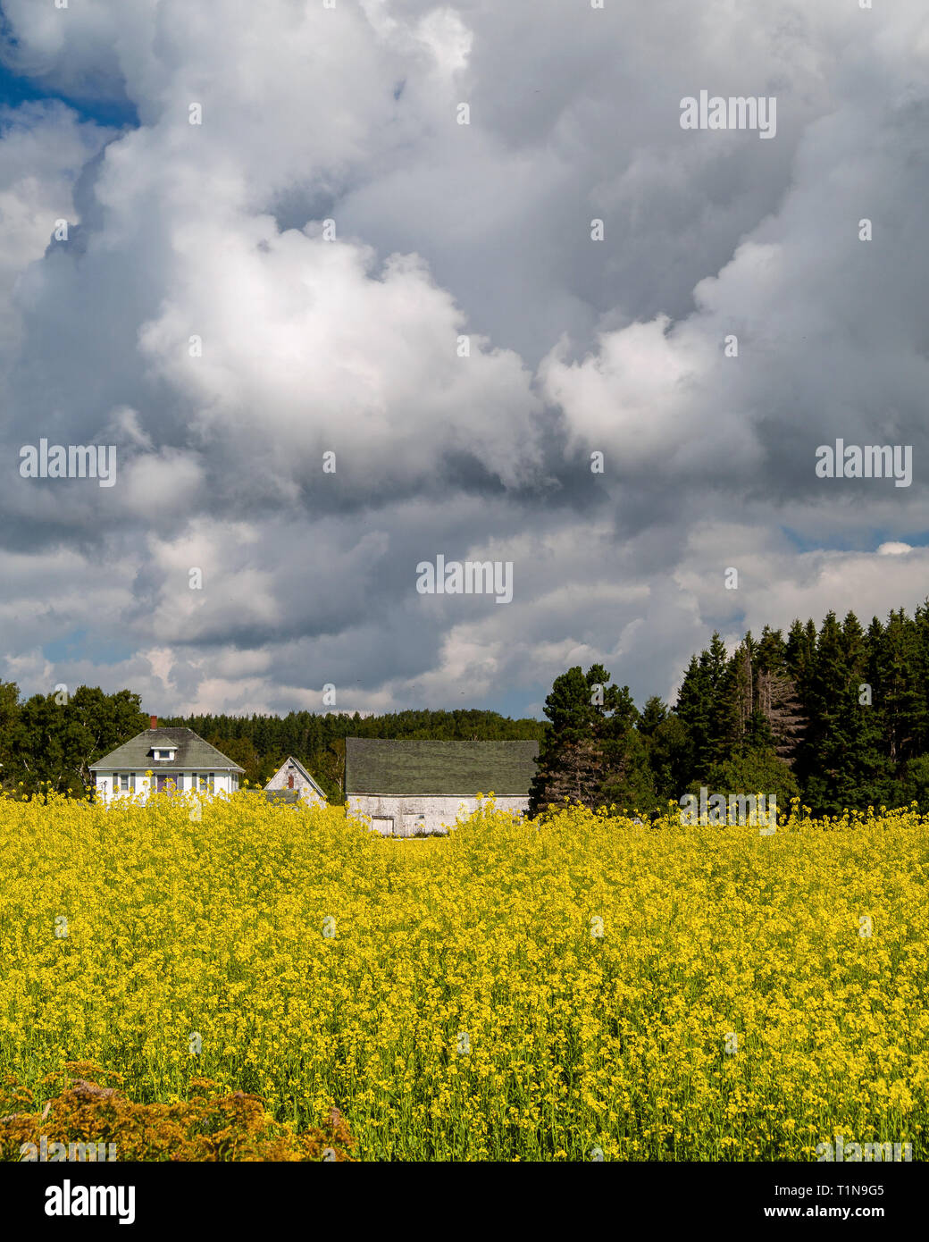 Yellow canola fields in Prince Edward Island, Canada before the storm Stock Photo