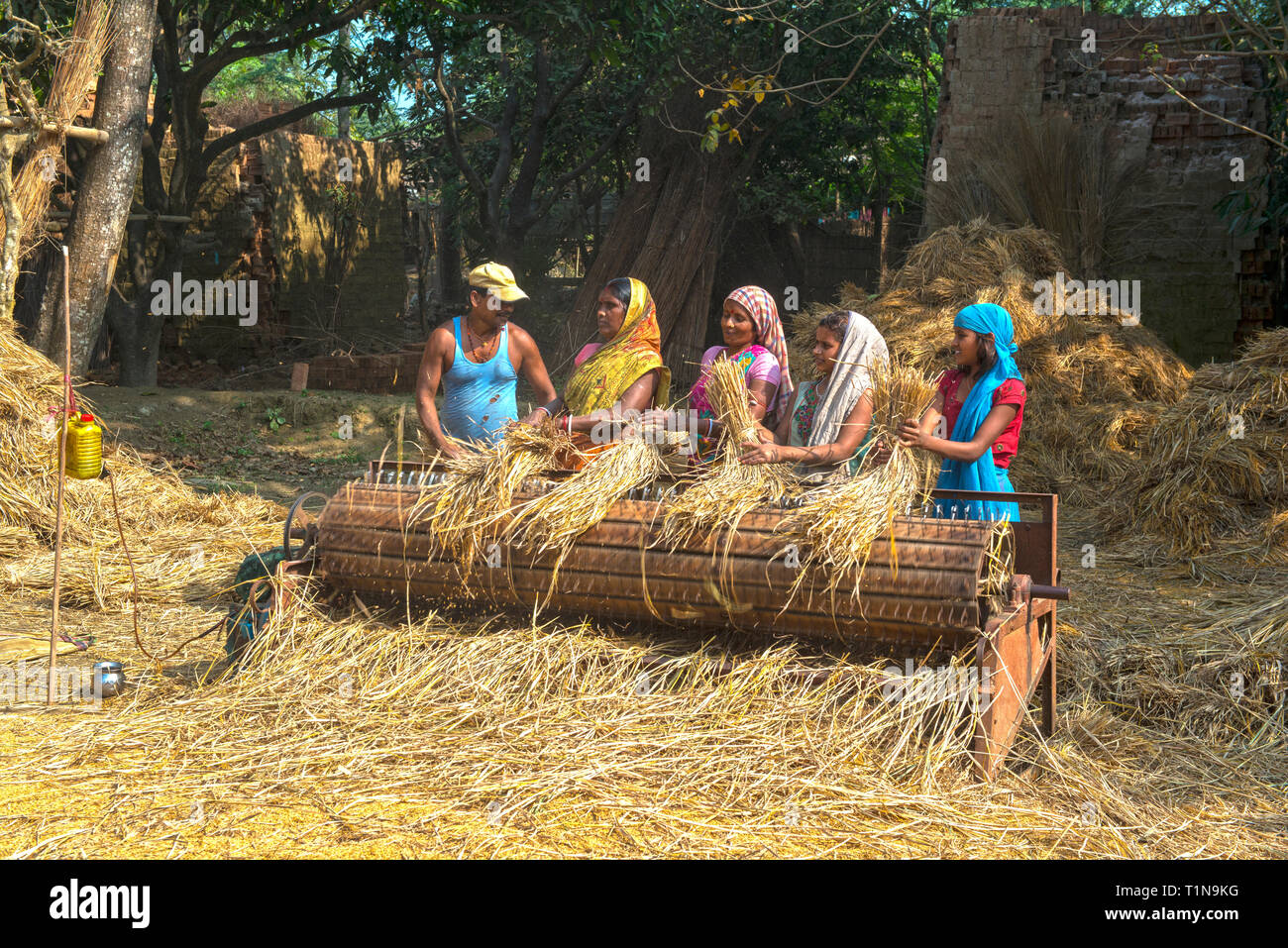 RAJMAHAL, BIHAR, INDIA, One man and four women of a rural family threshing rice with a rotating drum with spikes driven by a gasoline genarator Stock Photo