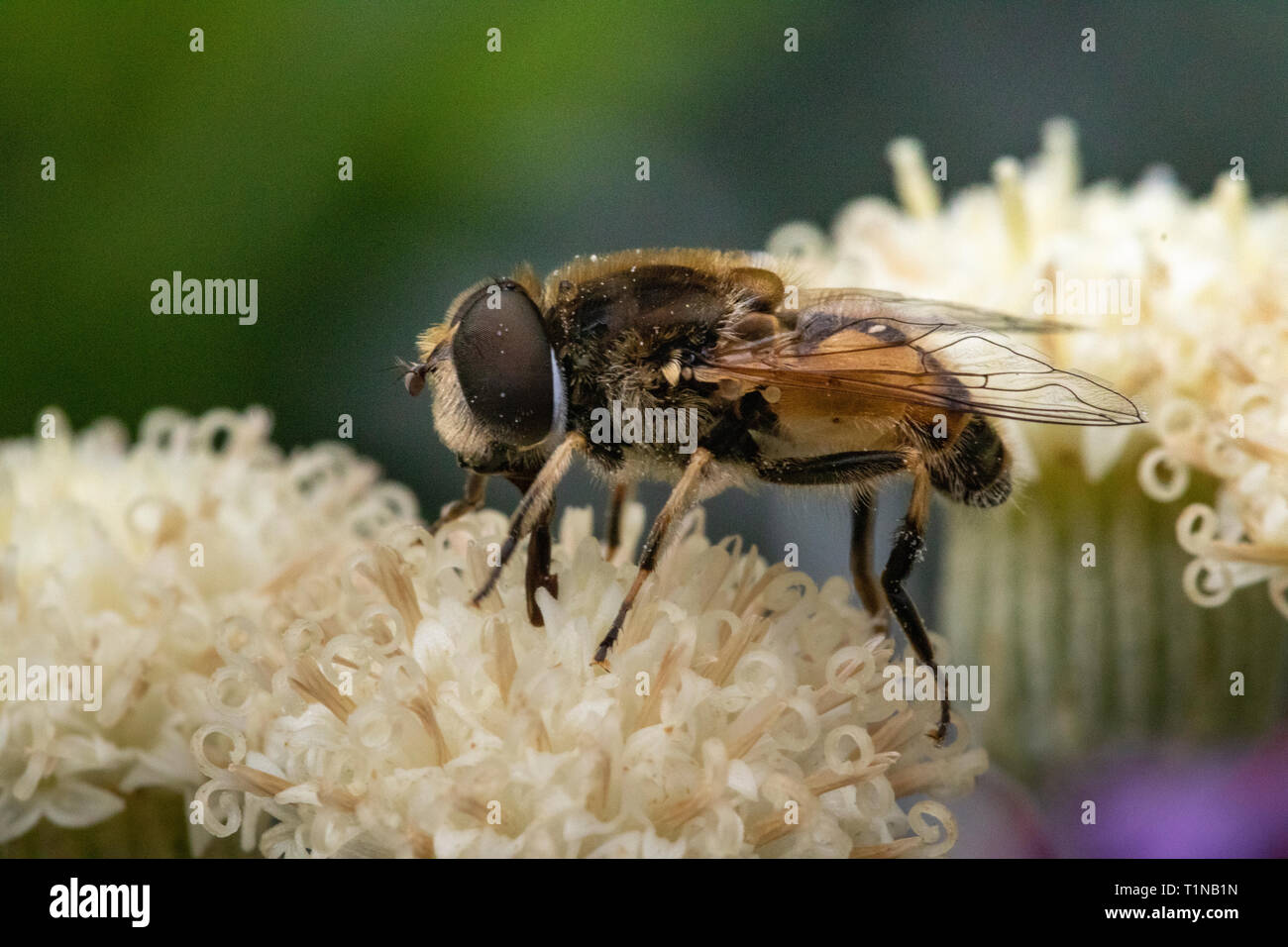 Close-Up Head of a Drone Hover fly (Eristalis tenax), Speckled with Pollen, Feeding from a White Garden Flower in Summer. Stock Photo