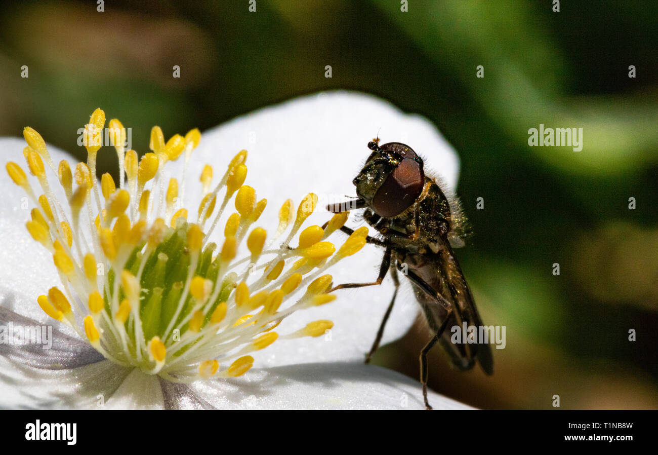 Head on View of a Small Hoverfly (Platycheirus albimanus) Feeding on Pollen From a Wood Anemone (Anemone nemorosa) Flower in Spring. Stock Photo