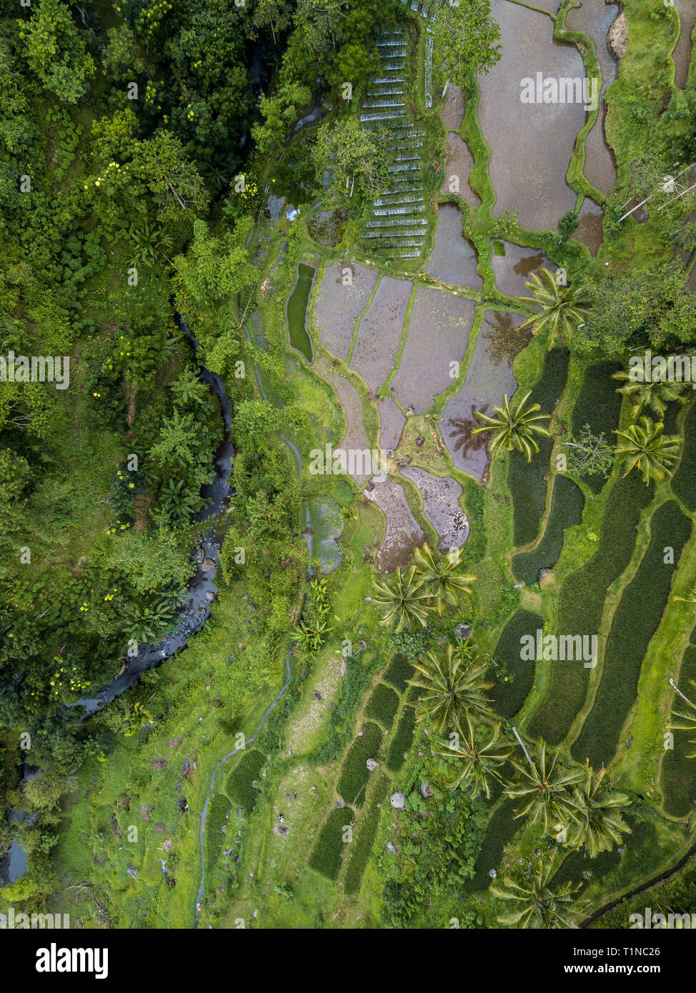An aerial view of rice terrace fields in Lombok, Indonesia Stock Photo ...