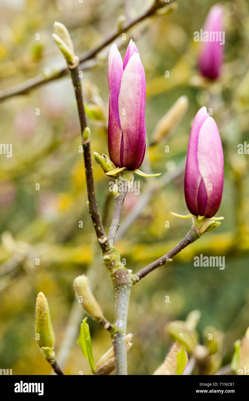 beautiful dark pink magnolia buds Stock Photo Alamy