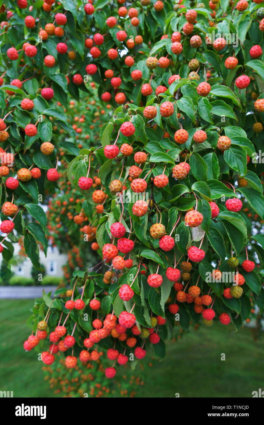 Kousa Dogwood (Cornus kousa) fruits in autumn. Stock Photo
