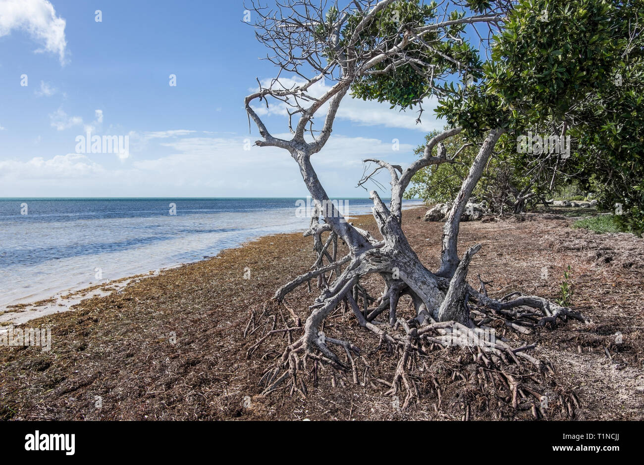 Florida Keys Shoreline Mangrove roots trap sand and vegetation near