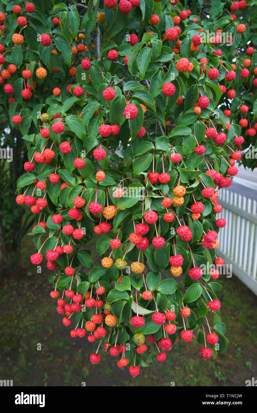Kousa Dogwood (Cornus kousa) fruits in autumn. Stock Photo
