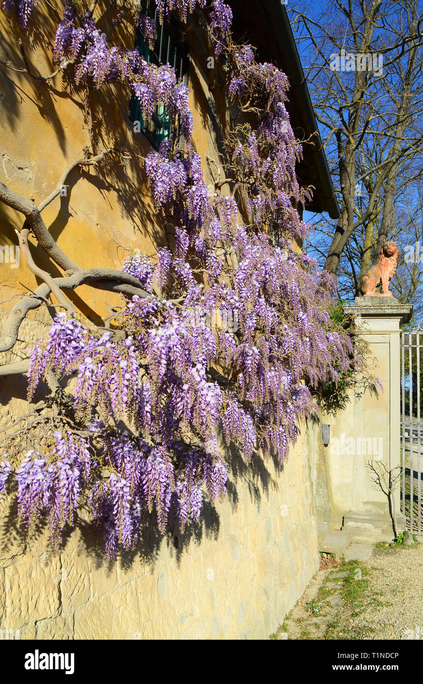 Wisteria Tree Stock Photos & Wisteria Tree Stock Images Alamy