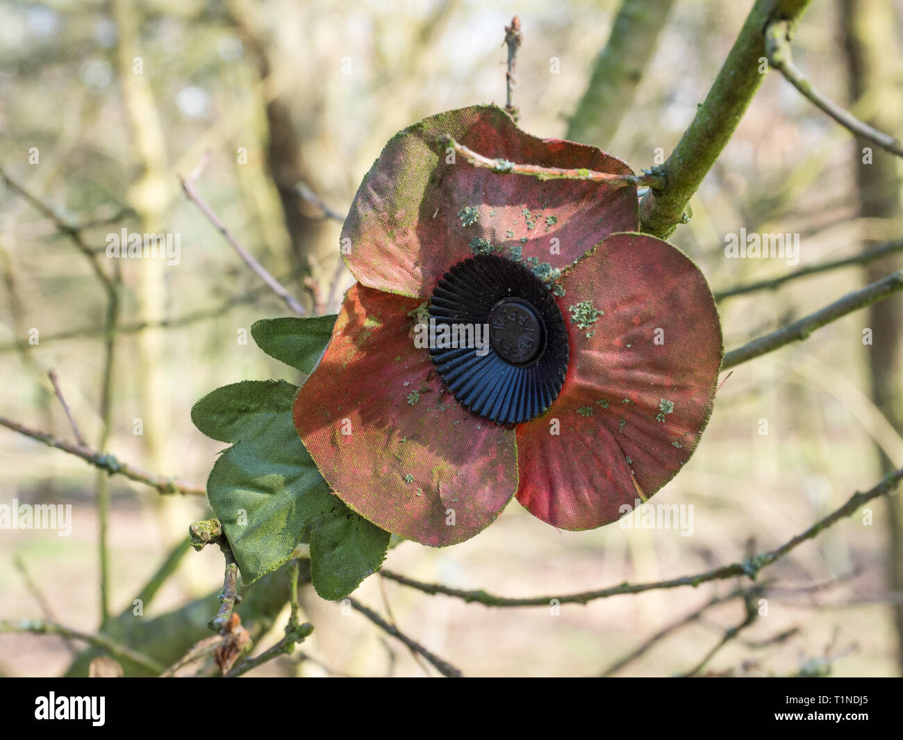 a single one isolated false artificial fabric paper old worn out faded weathered remembrance symbol commemorating poppy pin badge broach pinned branch Stock Photo