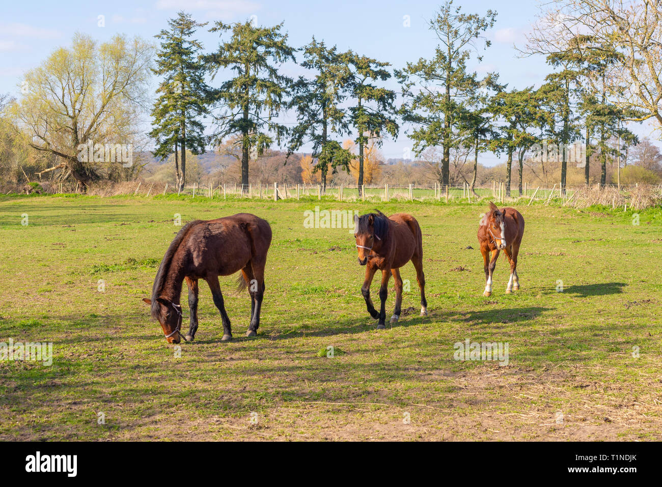 Three horse foals walking in a line across a field. Stock Photo