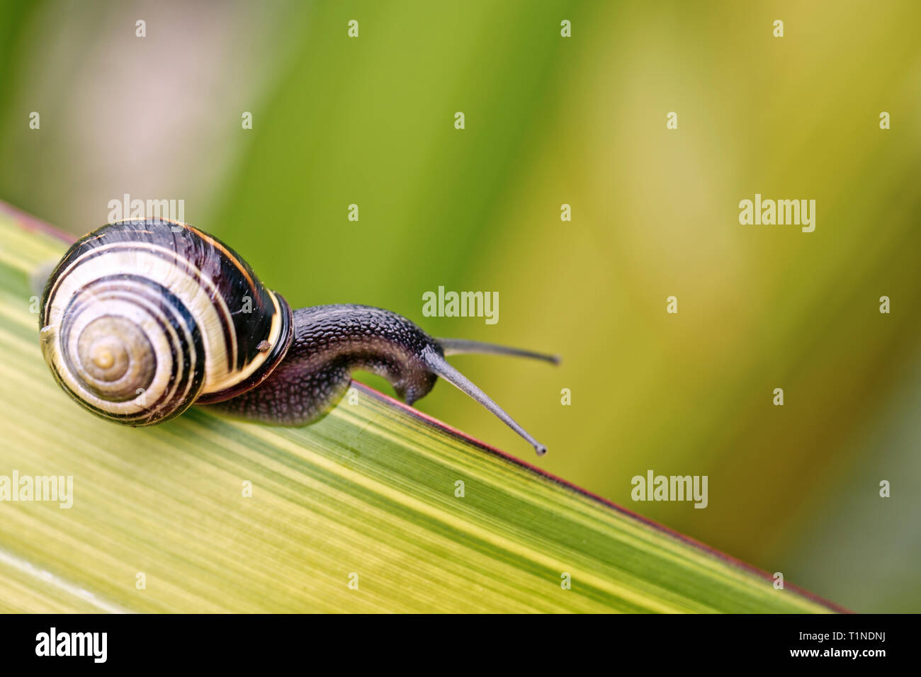 Are Snails Bad For Dogs Australia