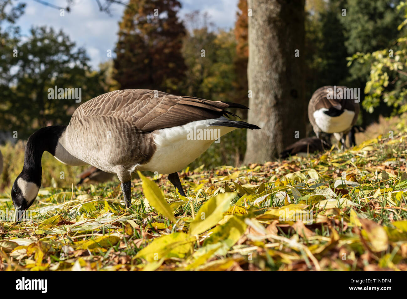 Canada Geese In Autumn Stock Photo