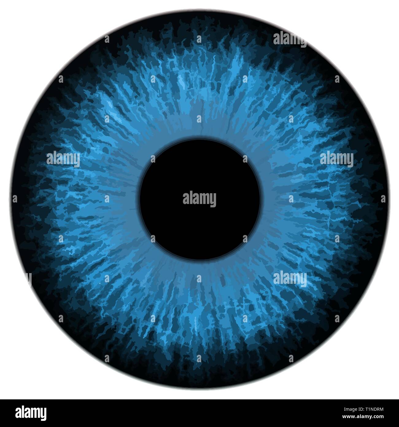 Detail vector illustration of an blue eye iris Stock Vector