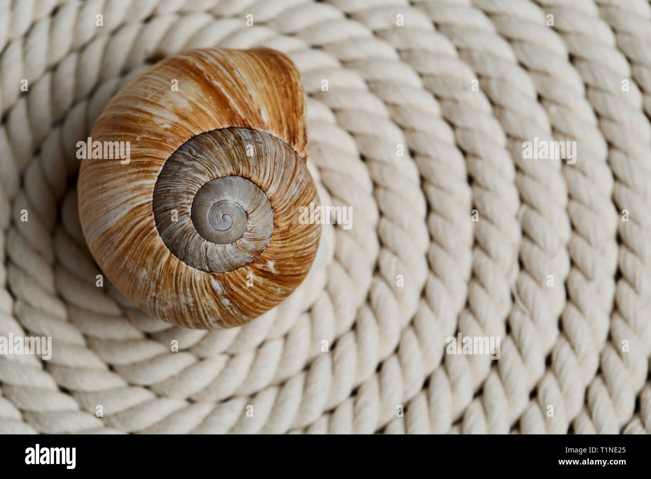 Empty Snail Shell on Fabric Stock Photo