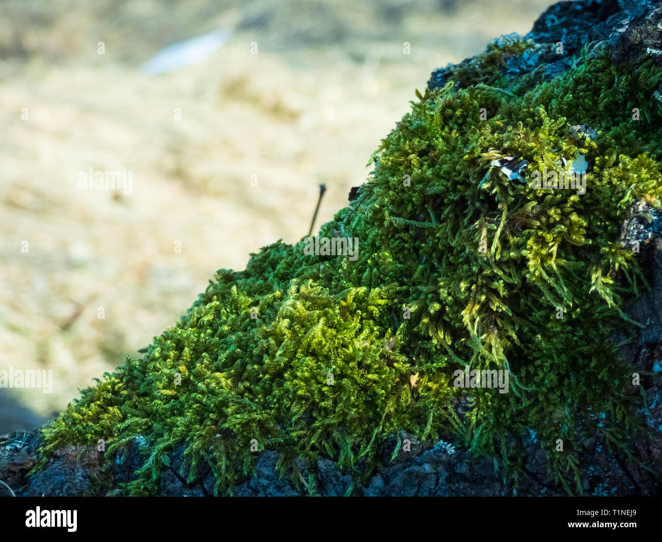 Moss tree in nature Stock Photo Alamy