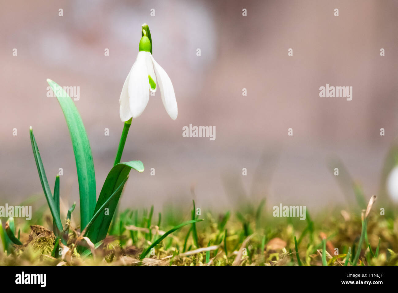 Close up of a fresh galanthus snowdrop with lots of copy space on the right side. Stock Photo