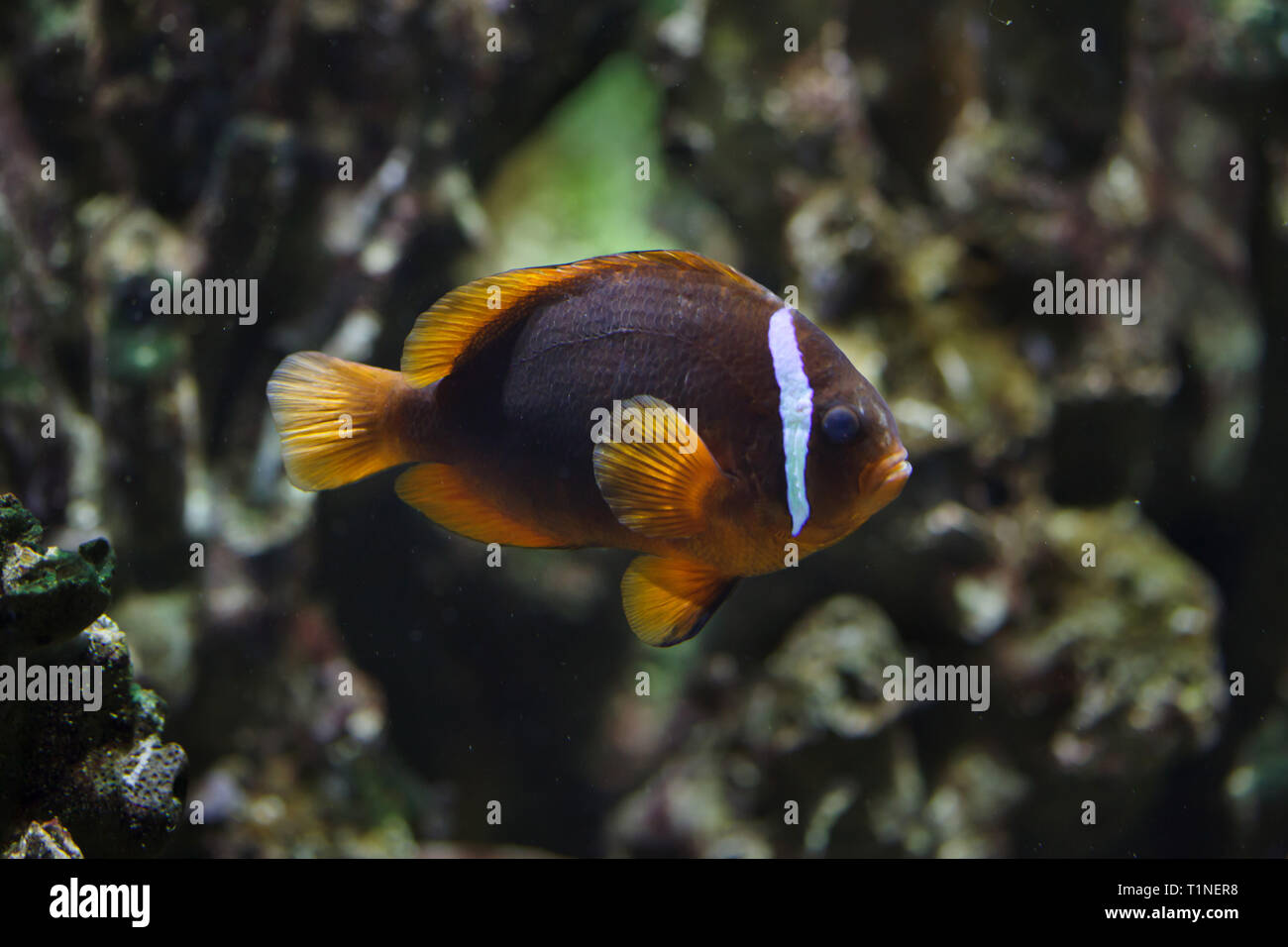 Tomato clownfish (Amphiprion frenatus), also known as the blackback anemonefish. Stock Photo