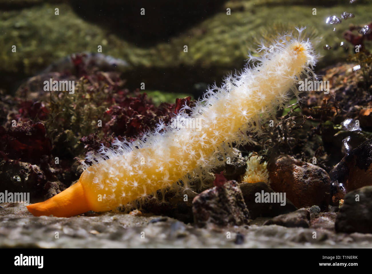 Finger shaped sea pen (Veretillum cynomorium). Marine animal Stock Photo -  Alamy