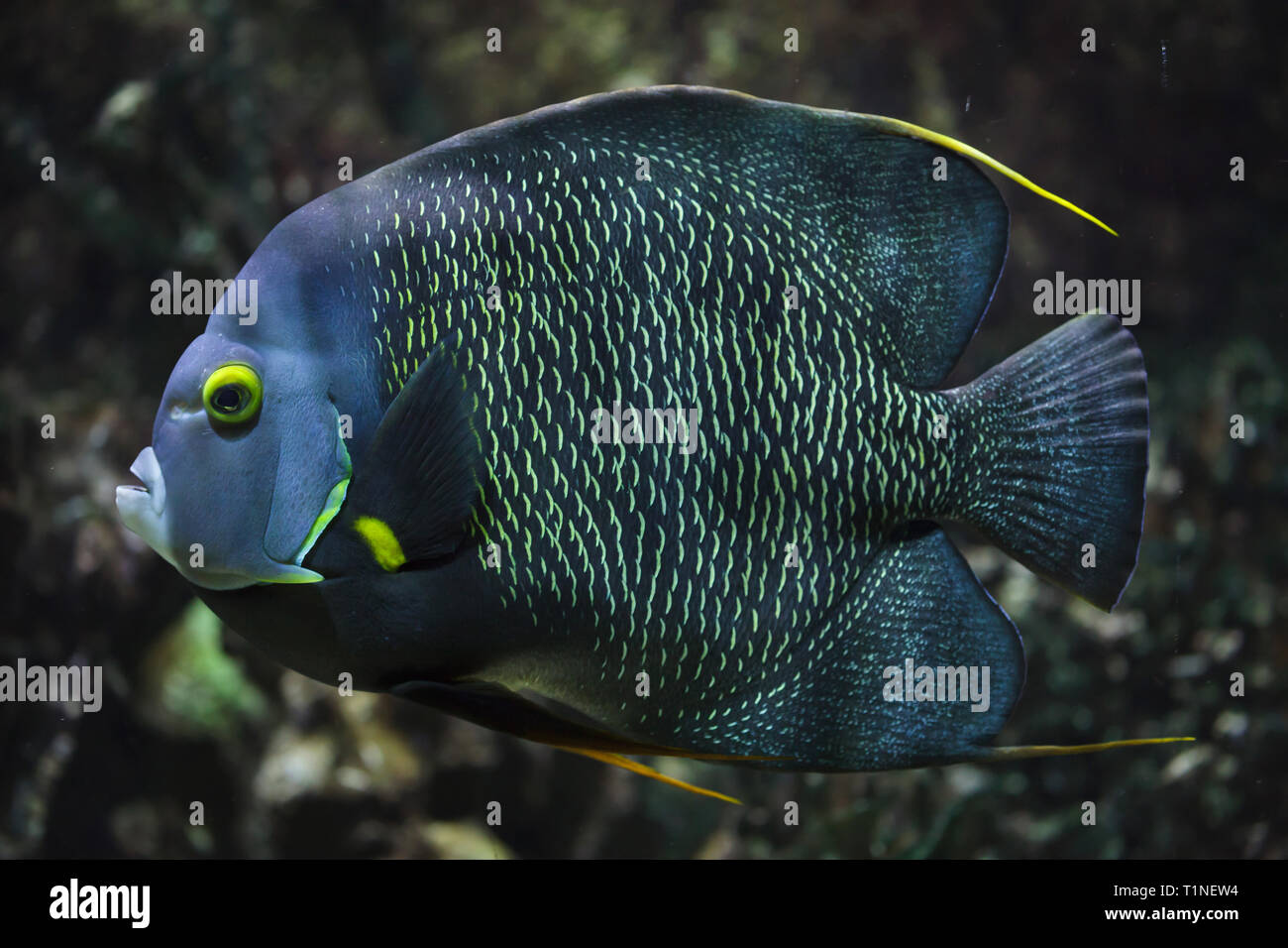 French angelfish (Pomacanthus paru). Tropical fish. Stock Photo