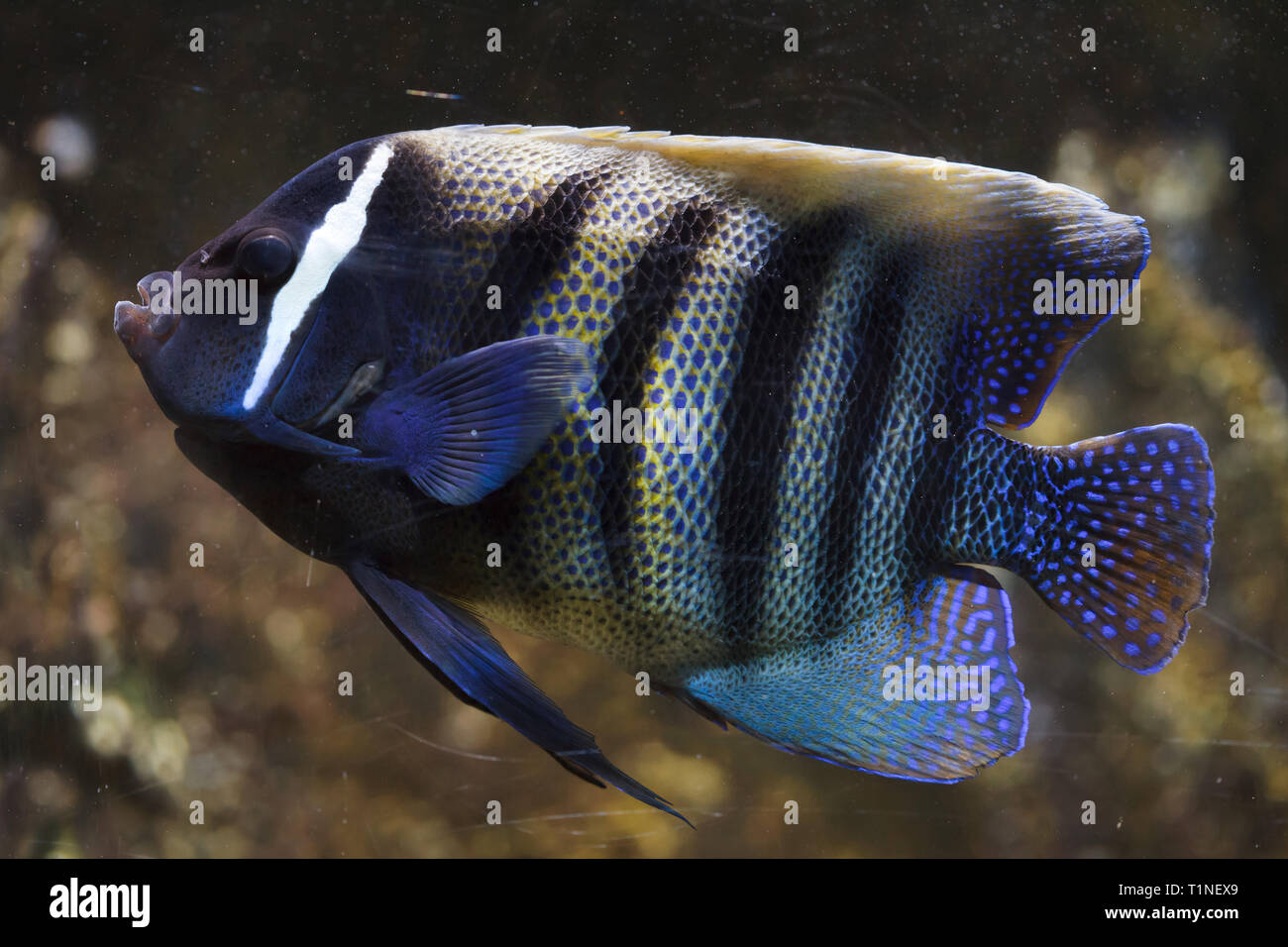 Sixbar angelfish (Pomacanthus sexstriatus), also known as the six banded angelfish. Stock Photo