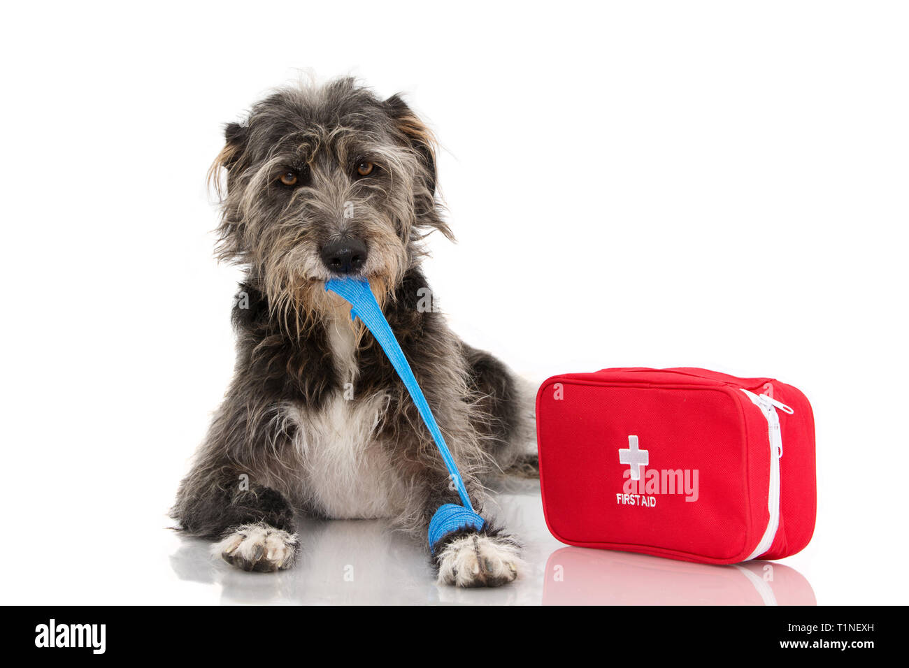 Sick Dog Injured And Funny Black Puppy Lying Down Bitting And Removing A Blue Bandage Or Elastic Band On Foot And A Emergency Or Firt Aid Kit Stock Photo Alamy