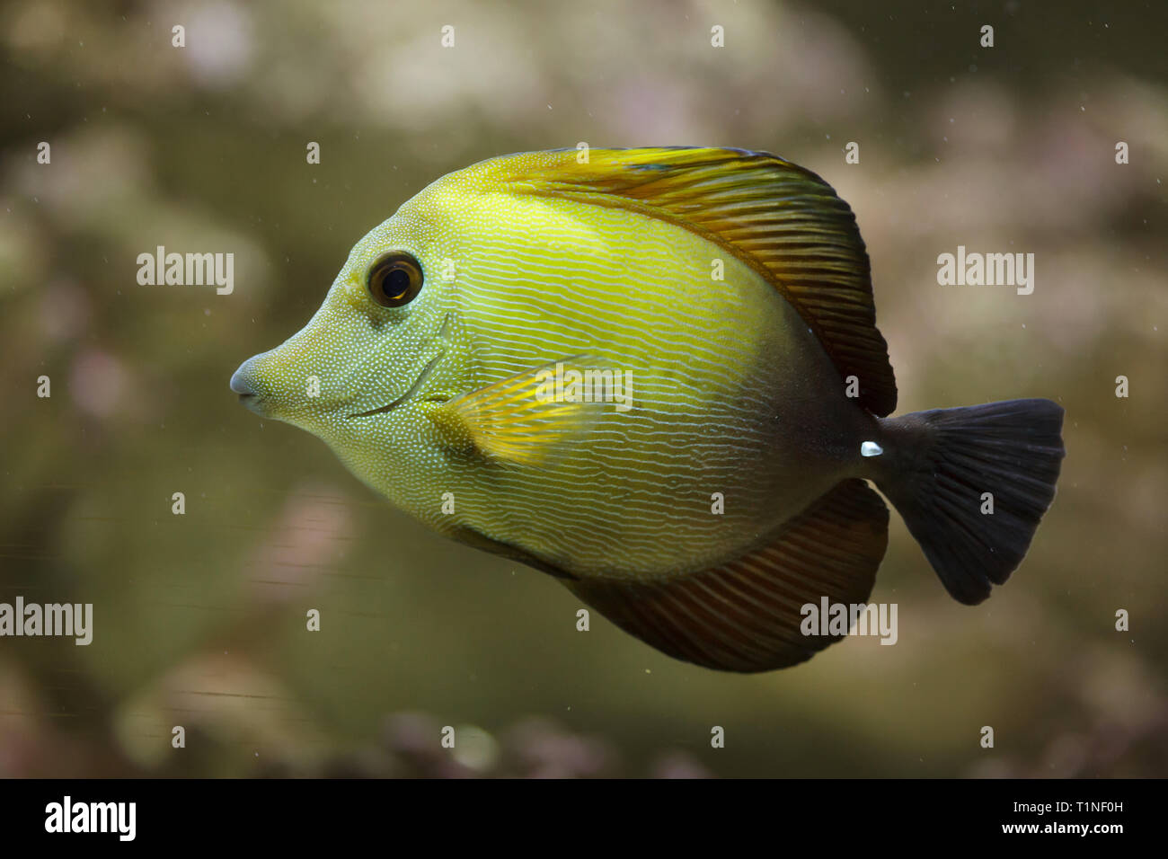 Brown tang (Zebrasoma scopas), also known as the brown surgeonfish. Stock Photo