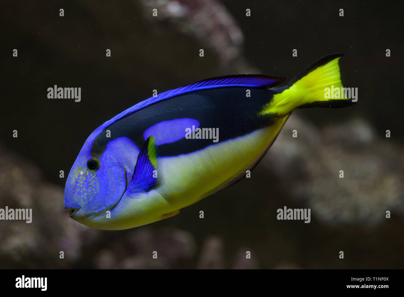 Royal blue tangs hires stock photography and images Alamy