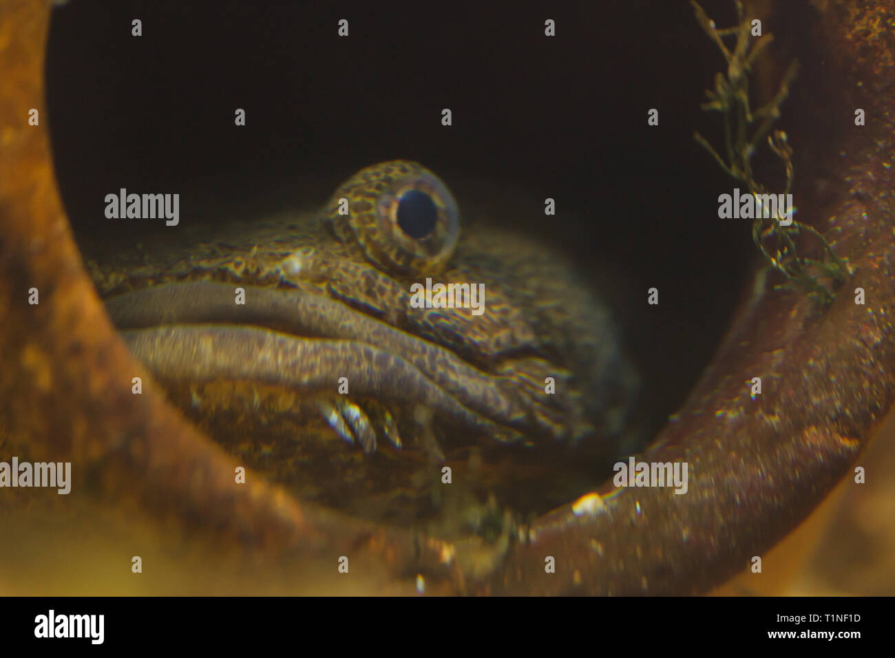 Lusitanian toadfish (Halobatrachus didactylus). Marine fish. Stock Photo