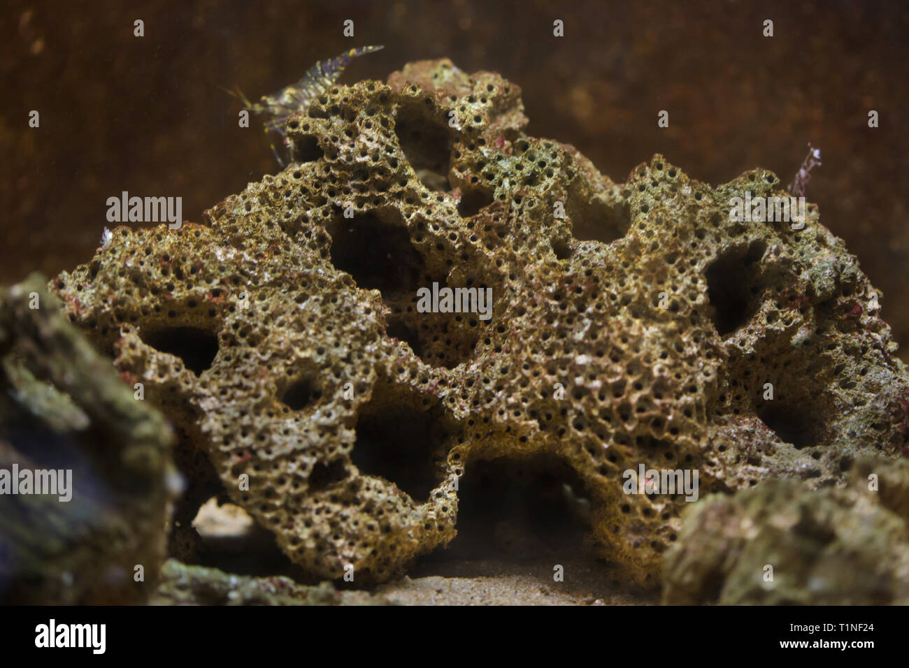 Honeycomb worm (Sabellaria alveolata). Marine animal. Stock Photo