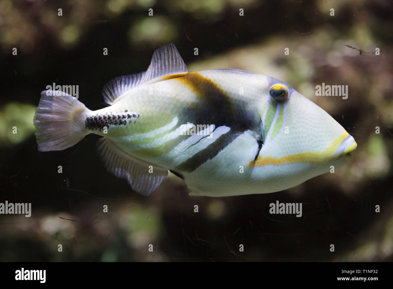 Indo Pacific Picasso Triggerfish High Resolution Stock Photography and ...