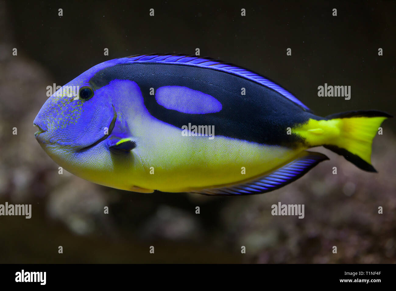 Blue surgeonfish (Paracanthurus hepatus), also known as the blue tang. Stock Photo