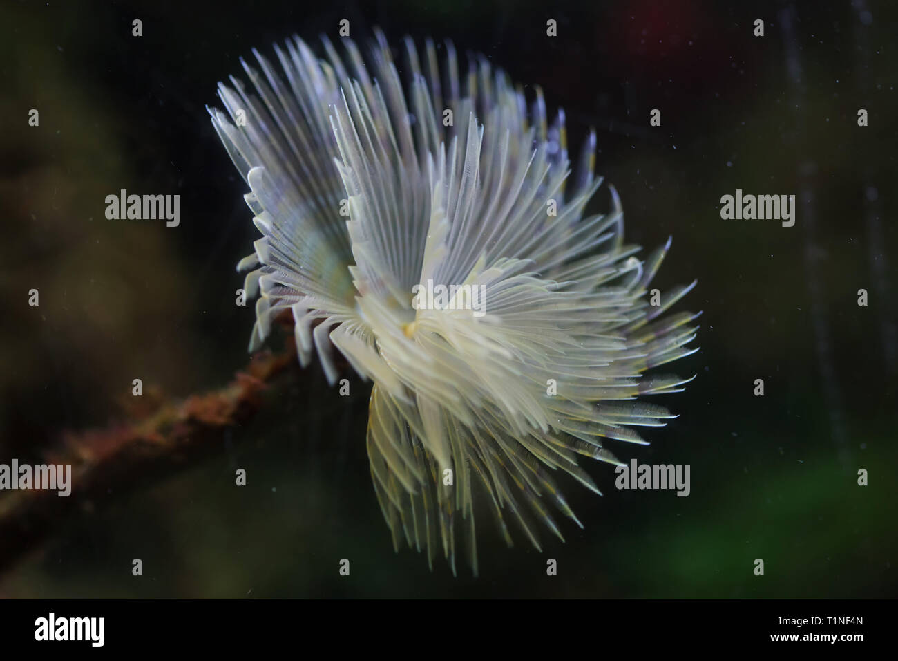 Mediterranean fanworm (Sabella spallanzanii), also known as the feather duster worm. Stock Photo