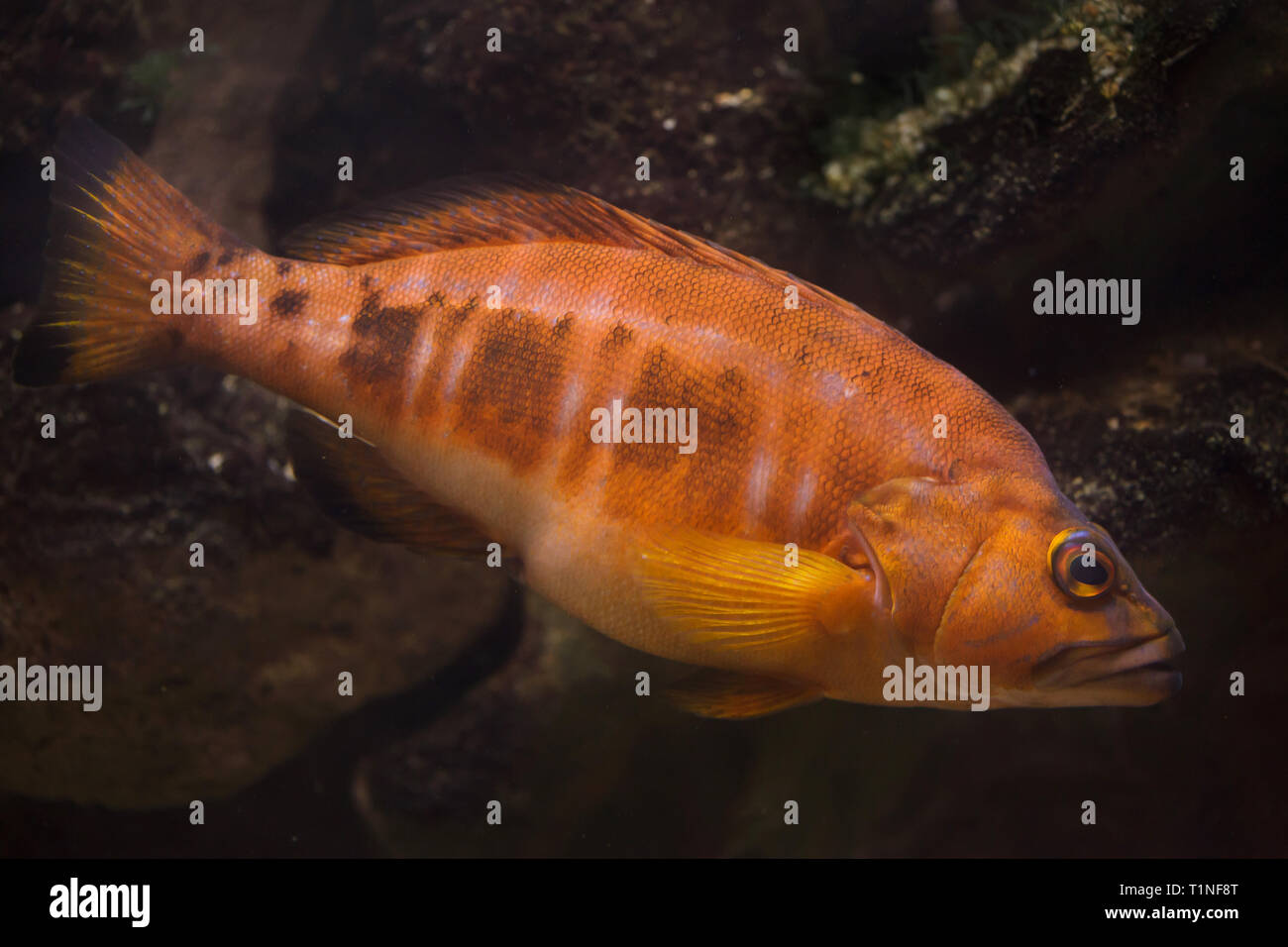 Black-tail comber (Serranus atricauda). Marine fish. Stock Photo